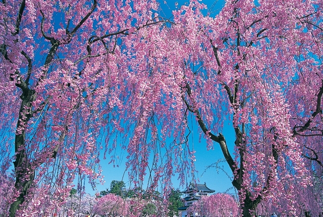 29 апреля «Хороши в саду весной цветочки!»